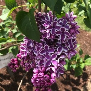 Meet your Posher, Julianne